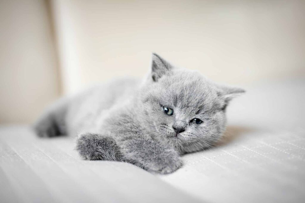 Reti anticaduta gatti per balconi e terrazzi | Balcome Protetto