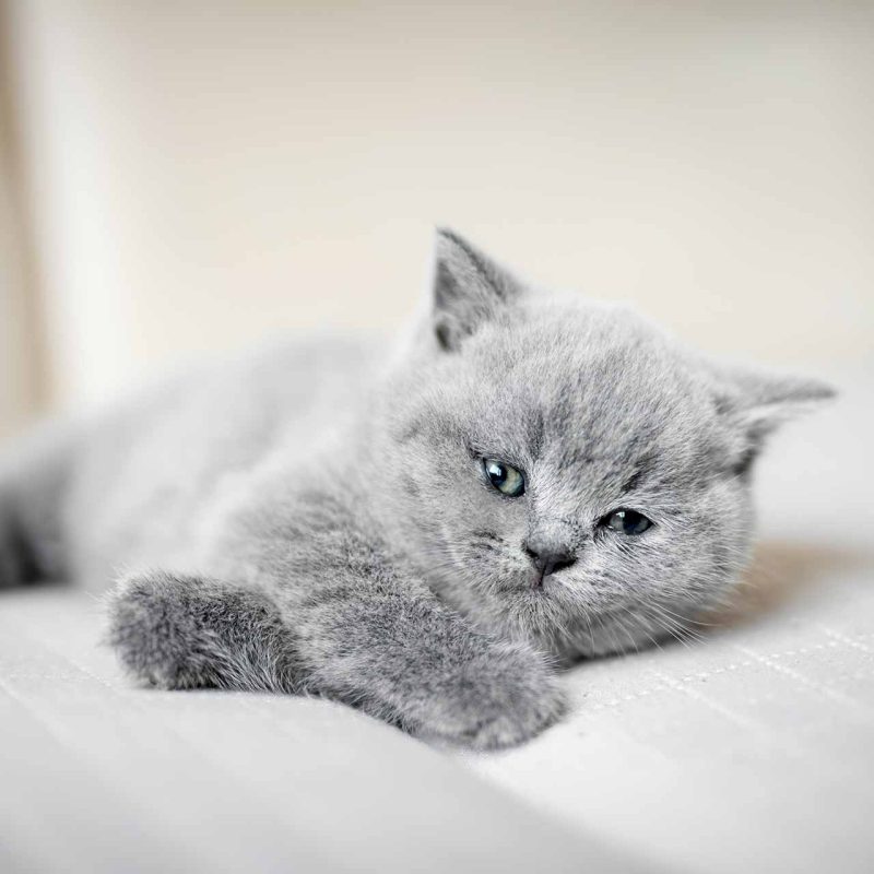 Reti anticaduta gatti per balconi e terrazzi | Balcome Protetto